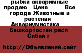 рыбки акваримные продаю › Цена ­ 30 - Все города Животные и растения » Аквариумистика   . Башкортостан респ.,Сибай г.